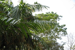 Calamus thwaitesii var. canaranus